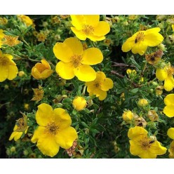 Лапчатка ГолдФингер (Potentilla fruticosa 'Goldfinger') 